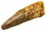 Fossil Spinosaurus Tooth - Feeding Worn Tooth #364218-1